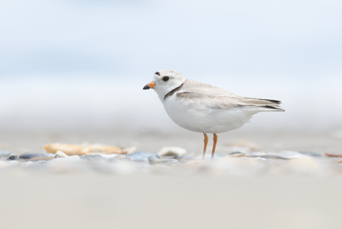 Piping Plover - ML651105385