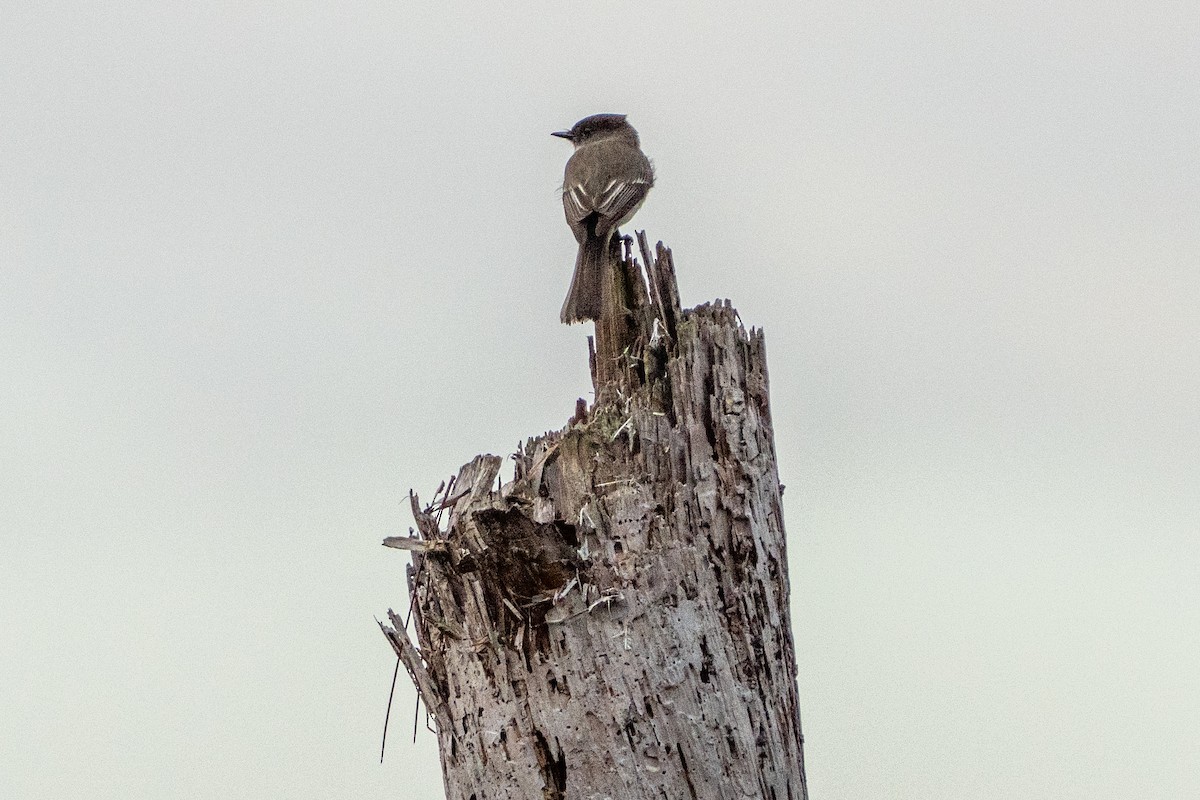 gråfibi - ML651105416