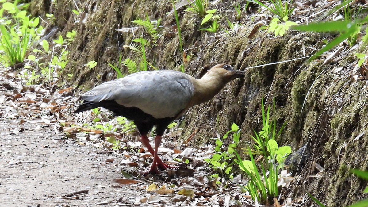 カオグロトキ - ML651105432
