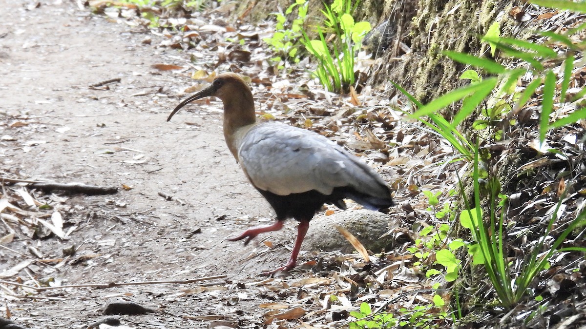 カオグロトキ - ML651105433