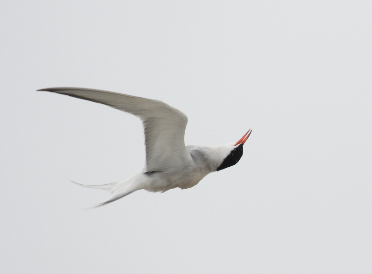 Common Tern - ML651105464