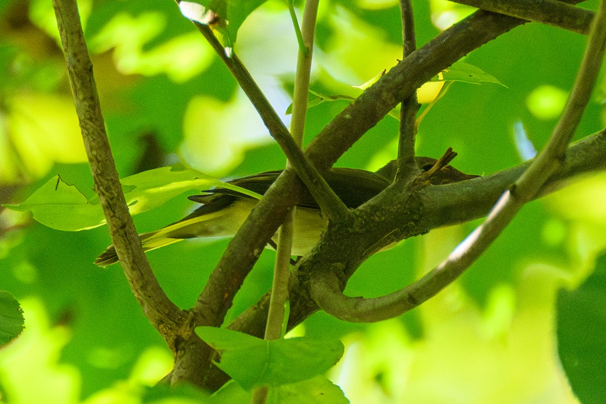 Горихвостковая древесница - ML651105788