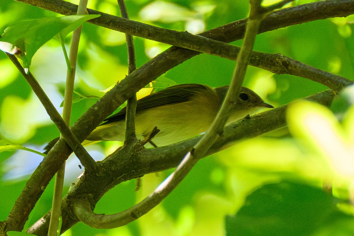 Горихвостковая древесница - ML651105789