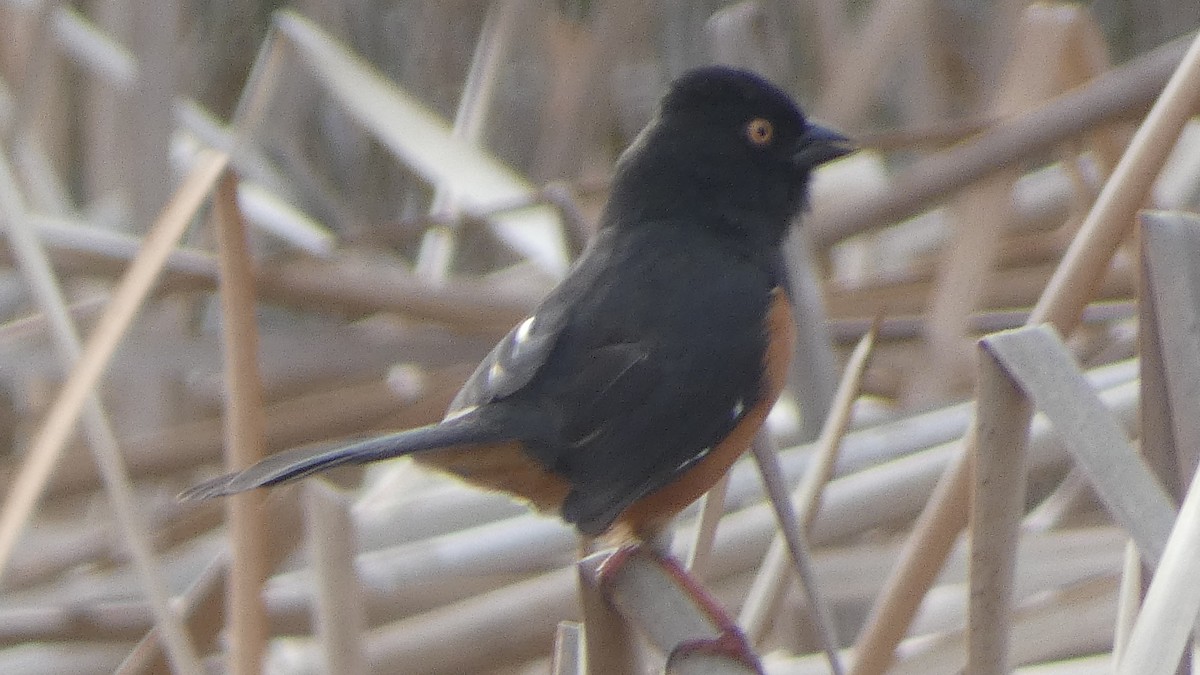 Toquí Flanquirrufo - ML651106167