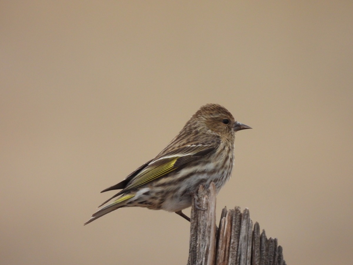 stripesisik - ML651106268