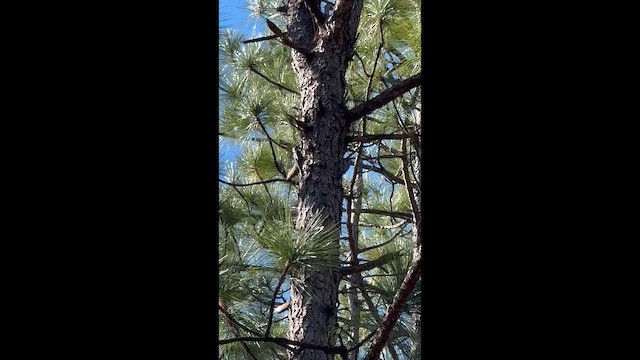 Red-cockaded Woodpecker - ML651106311