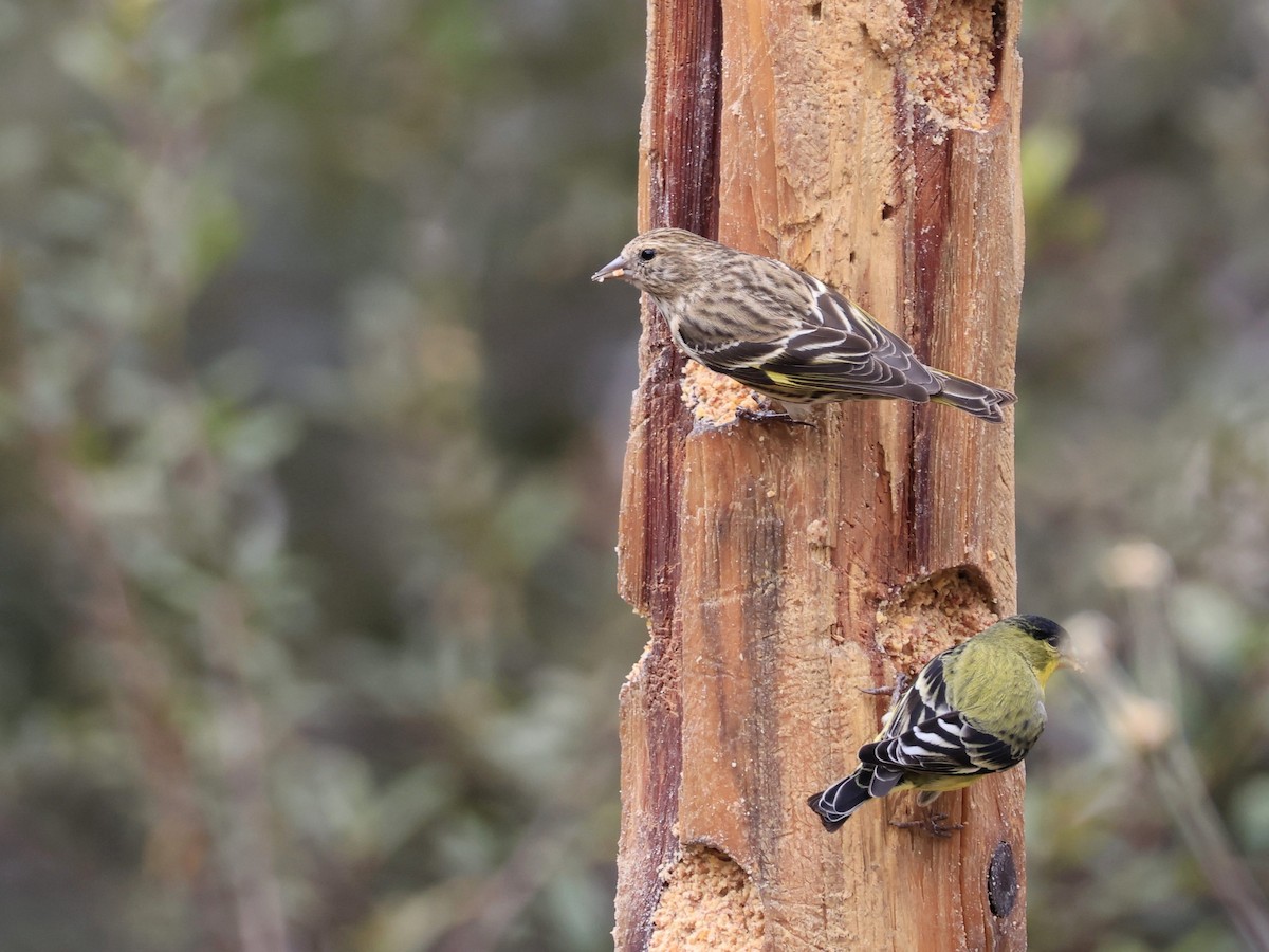 stripesisik - ML651106481