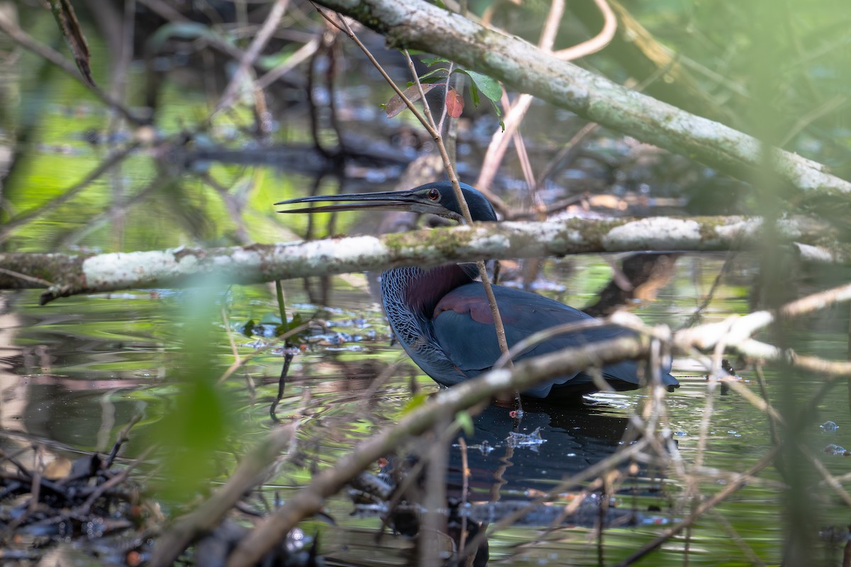 Garza Agamí - ML651106572