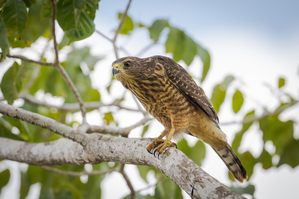 Busardo Caminero - ML651106586