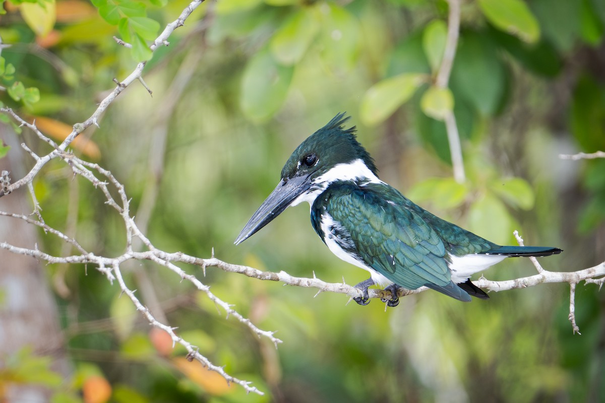 Martín Pescador Amazónico - ML651106592