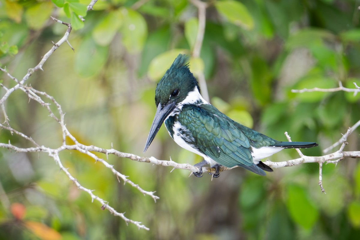Martín Pescador Amazónico - ML651106595
