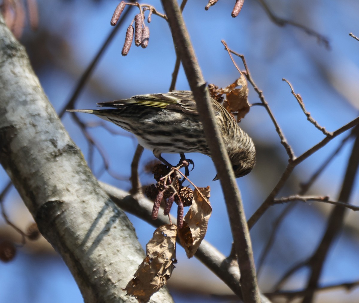 stripesisik - ML651106599