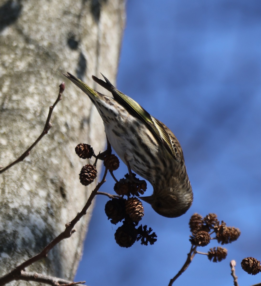 stripesisik - ML651106600