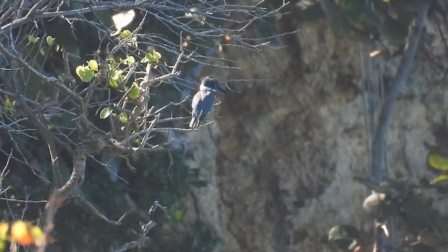 שלדג אמריקני - ML651106772