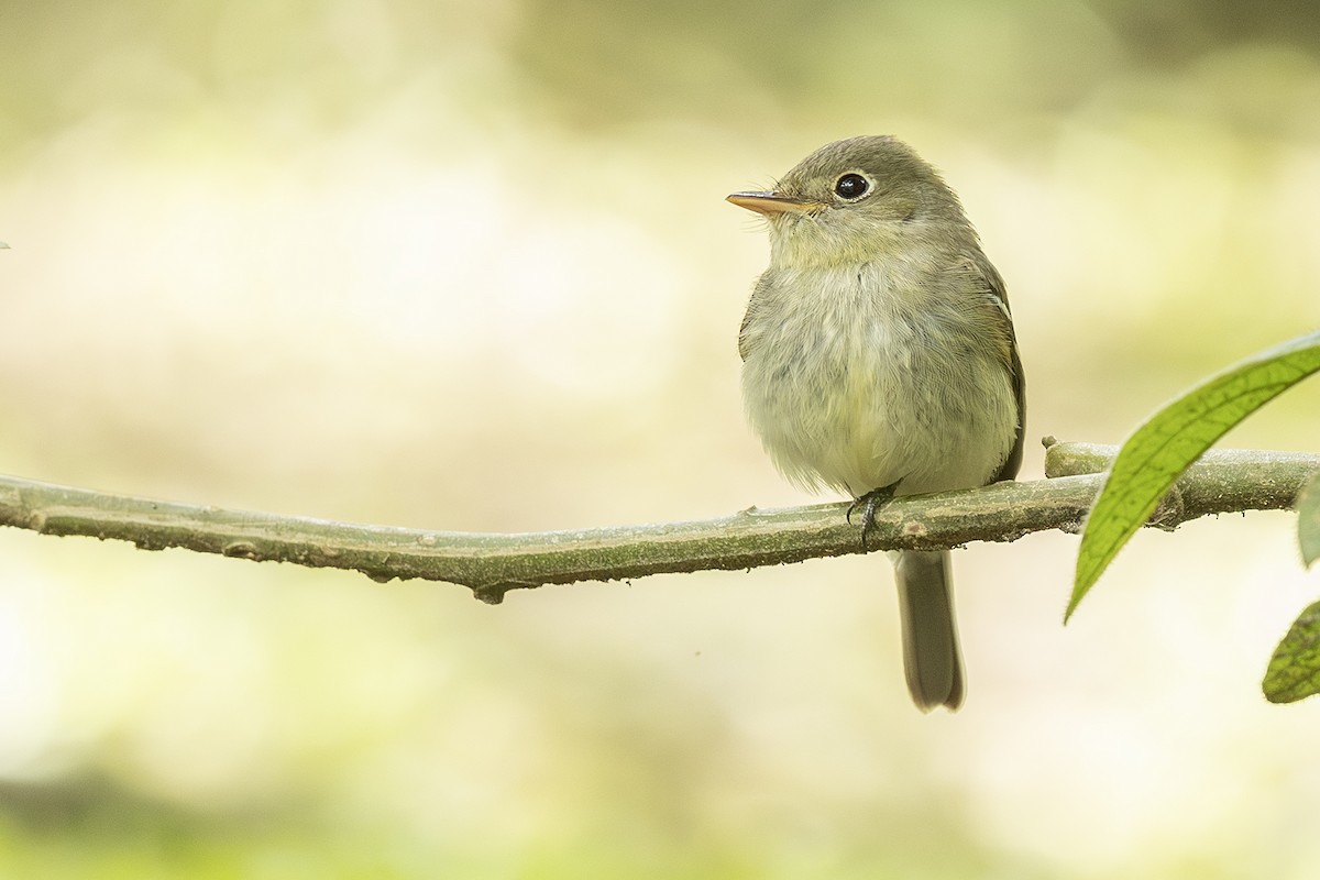 Sarı Karınlı Boreal Sinekkapan - ML651106951