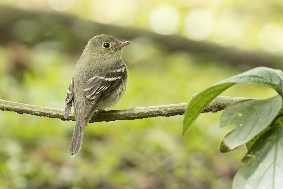 Sarı Karınlı Boreal Sinekkapan - ML651106952