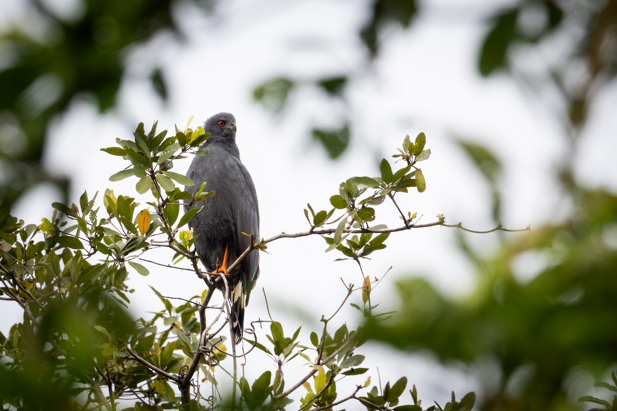 Azor Zancón - ML651107078