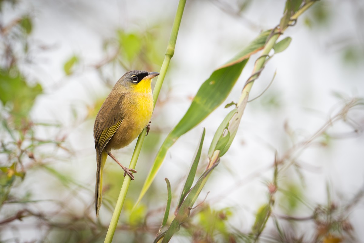 Mascarita Coronigrís - ML651107114