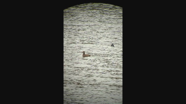 White-winged Scoter - ML651107477