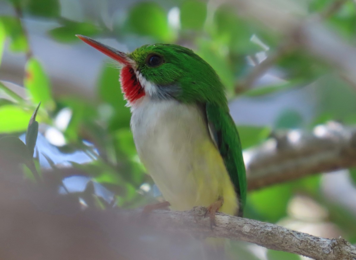 Puerto Rican Tody - ML651107480