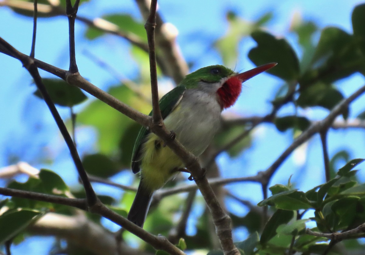 Puerto Rican Tody - ML651107481
