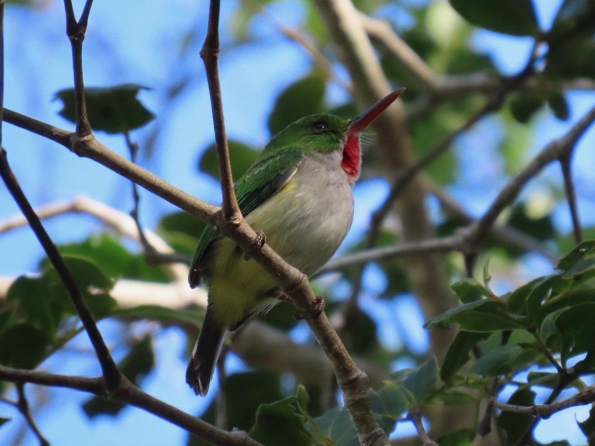 Puerto Rican Tody - ML651107482