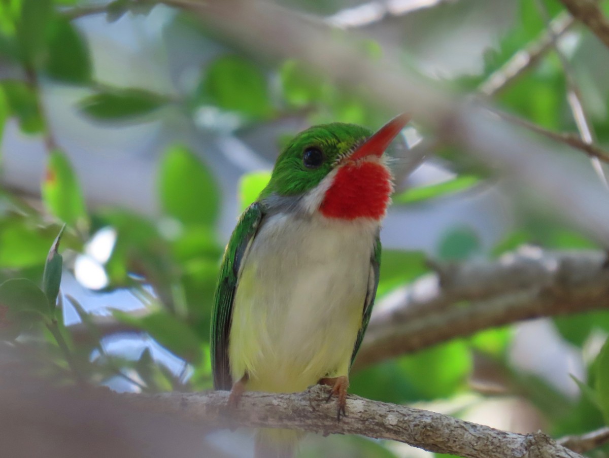 Puerto Rican Tody - ML651107483