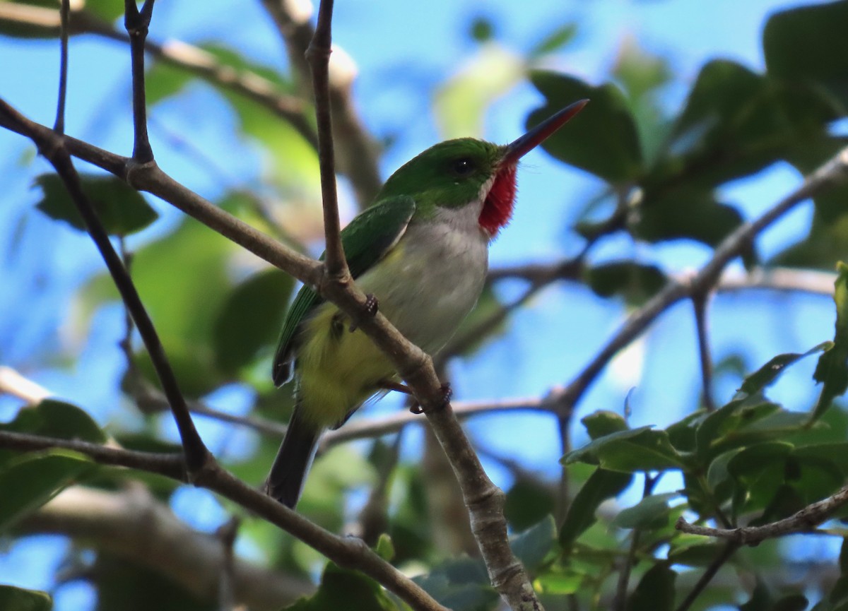 Puerto Rican Tody - ML651107484