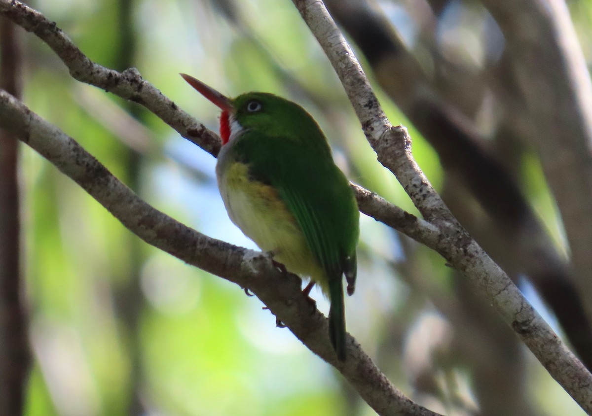 Puerto Rican Tody - ML651107485