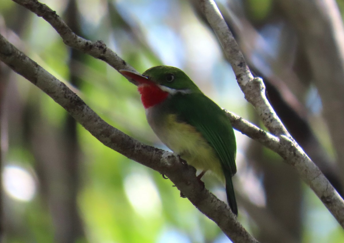 Puerto Rican Tody - ML651107486