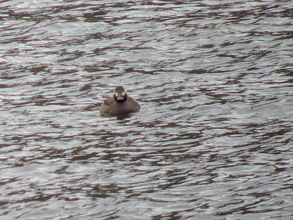 White-winged Scoter - ML651107504