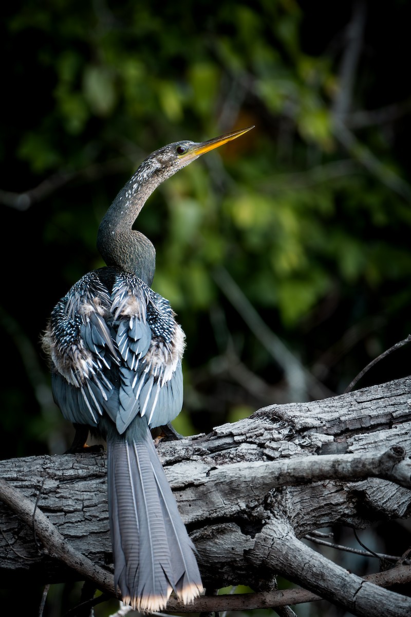 Anhinga Americana - ML651107521