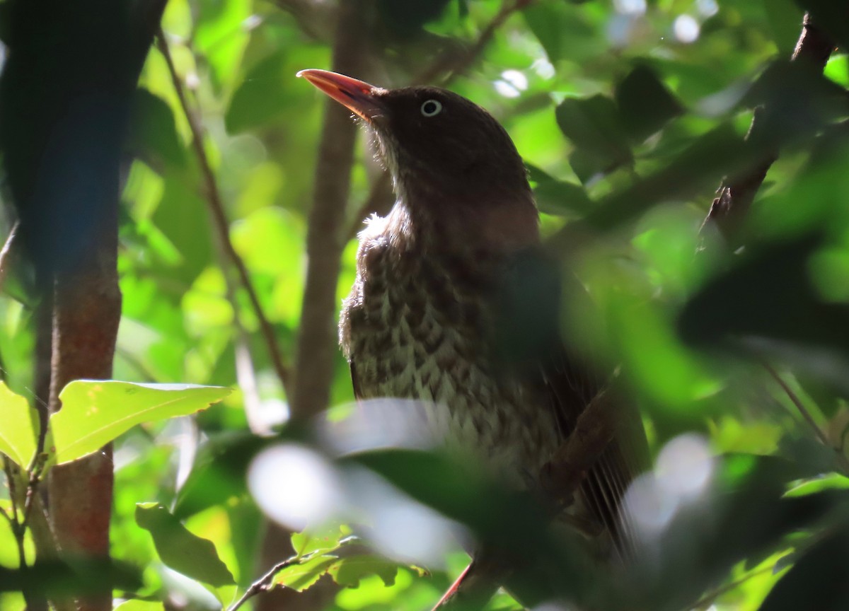 Pearly-eyed Thrasher - ML651107537