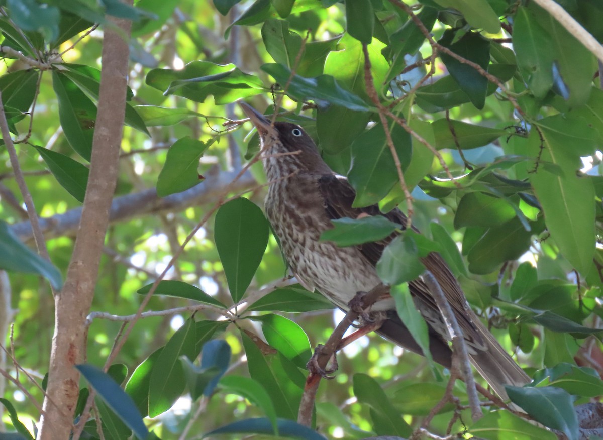 Pearly-eyed Thrasher - ML651107538