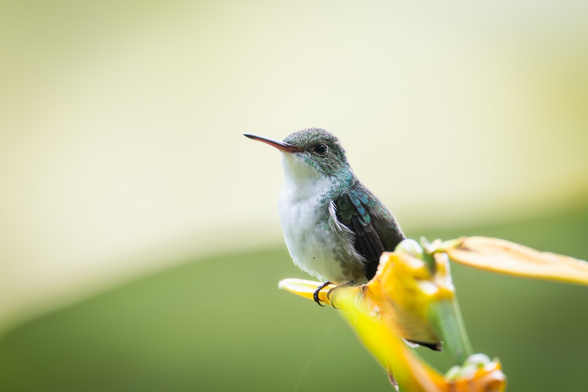 Amazilia Cándida - ML651107643