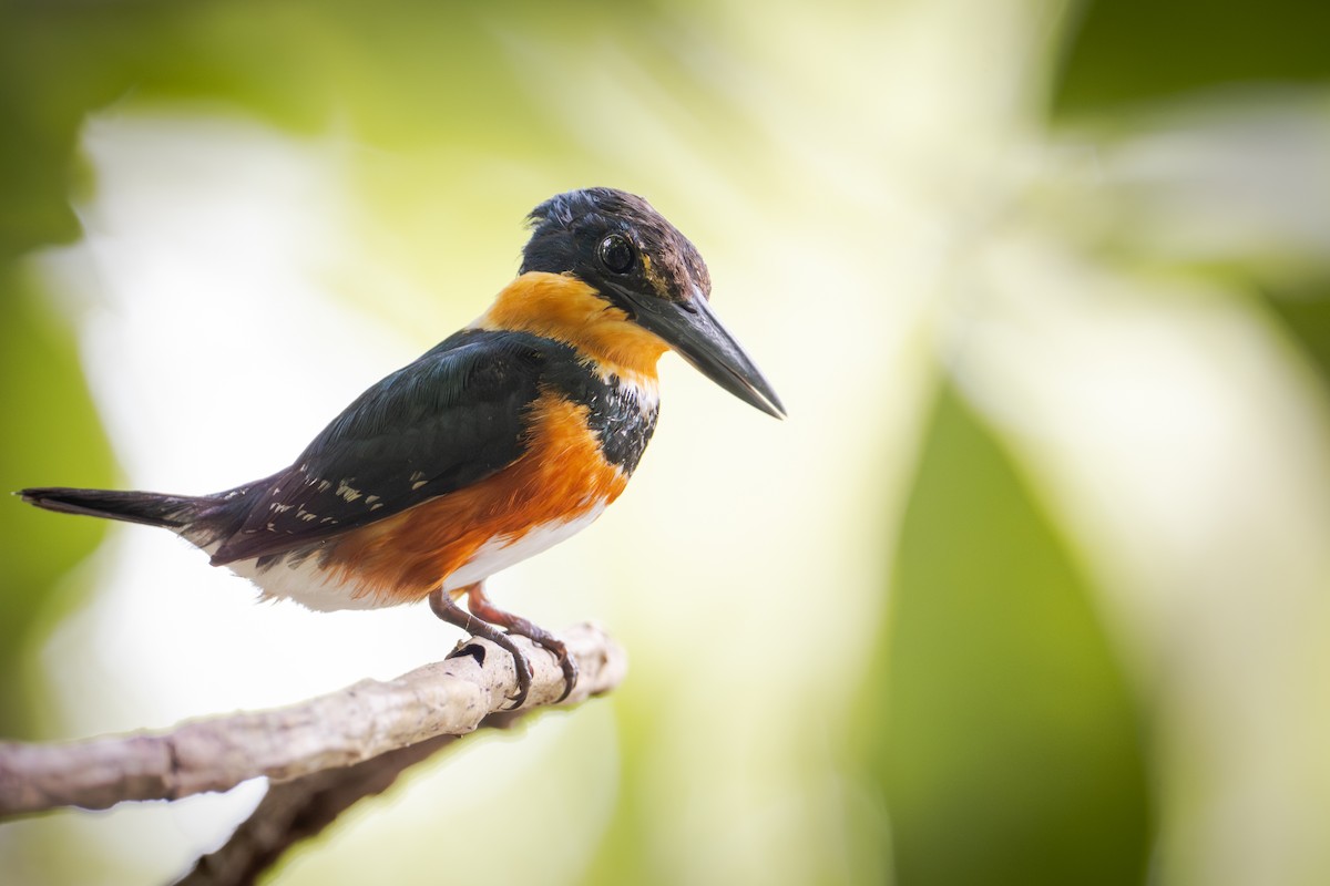 Martín Pescador Enano - ML651107668