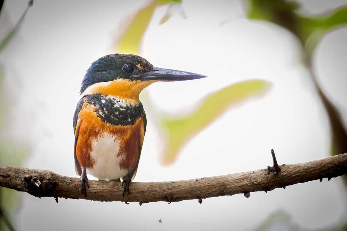 Martín Pescador Enano - ML651107674