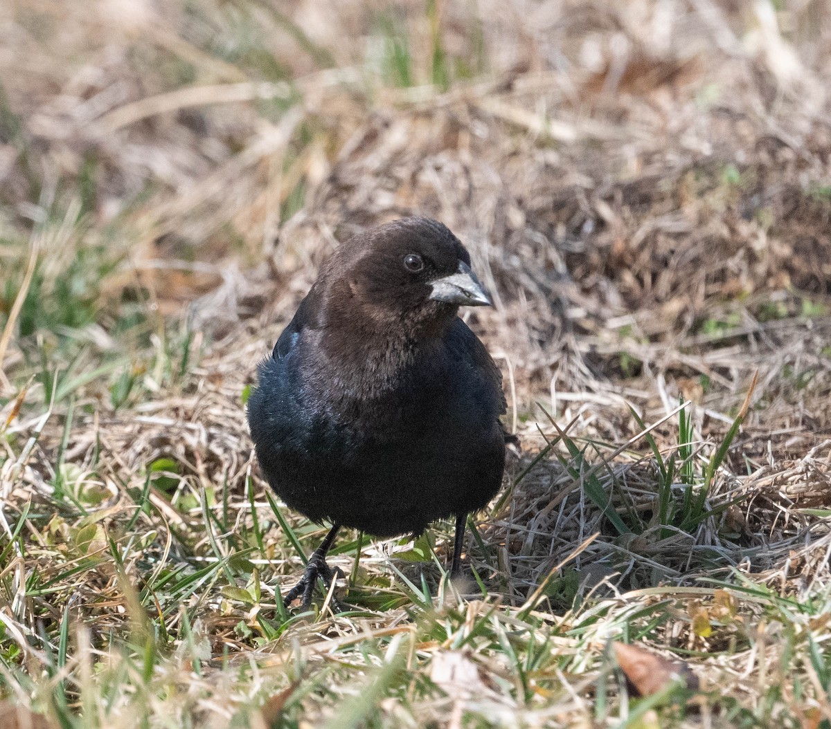 שחרורית חומת-ראש - ML651108426