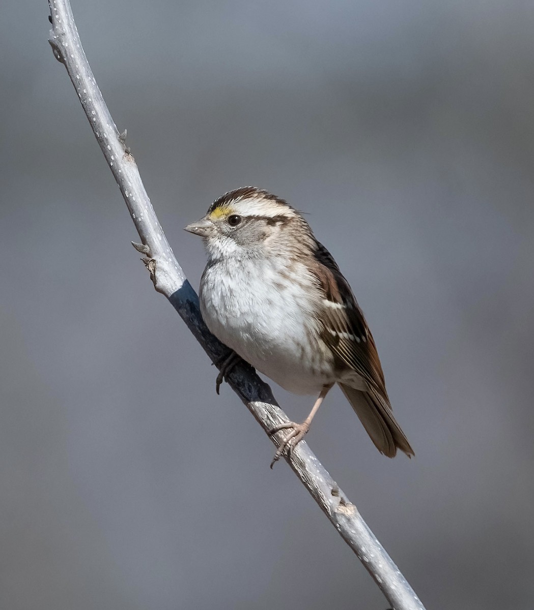 גיבתונית לבנת-גרון - ML651108460