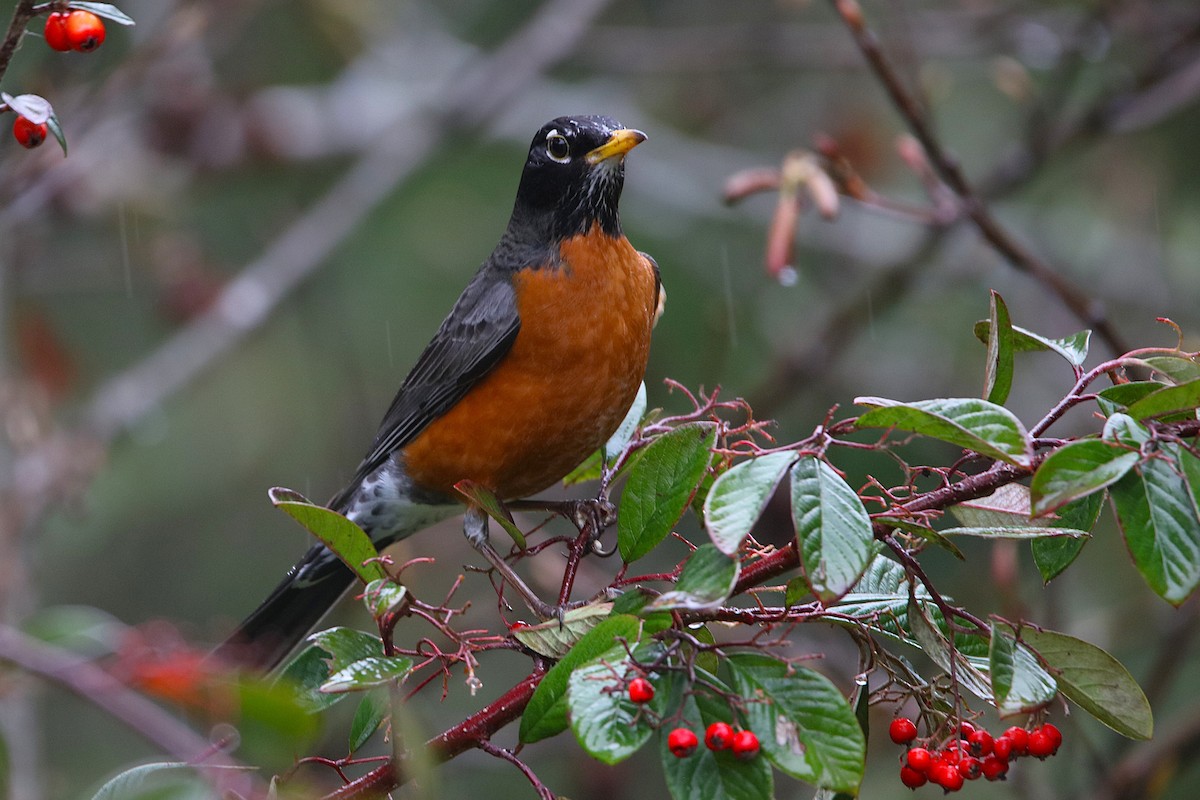 American Robin - ML651108574