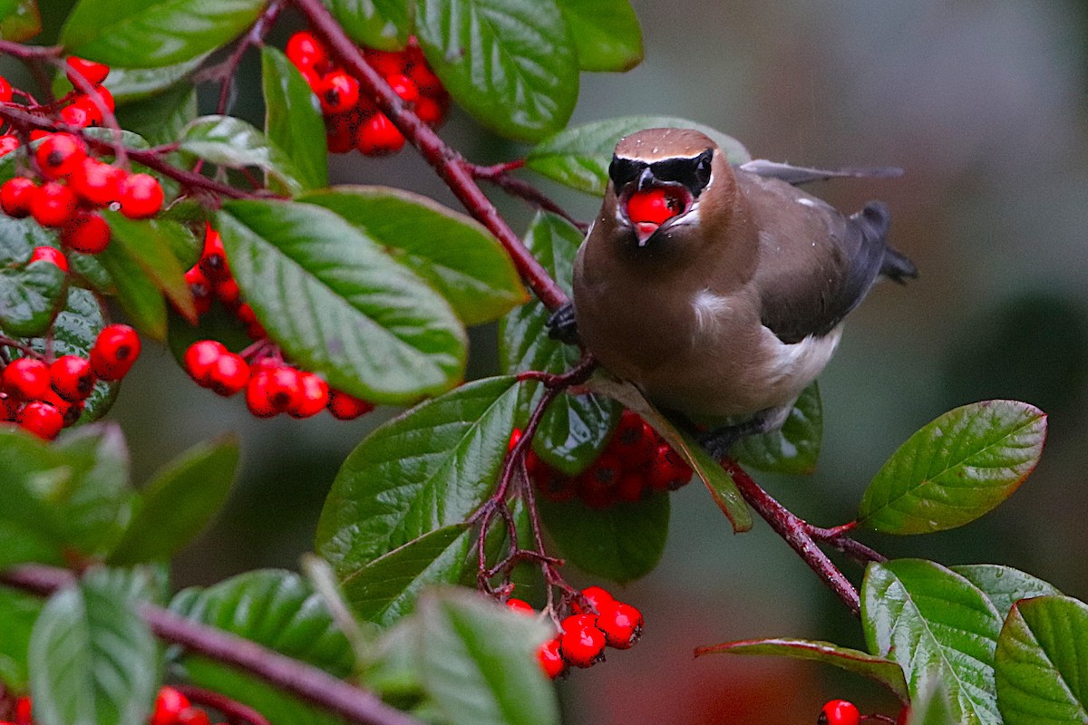 Cedar Waxwing - ML651108598