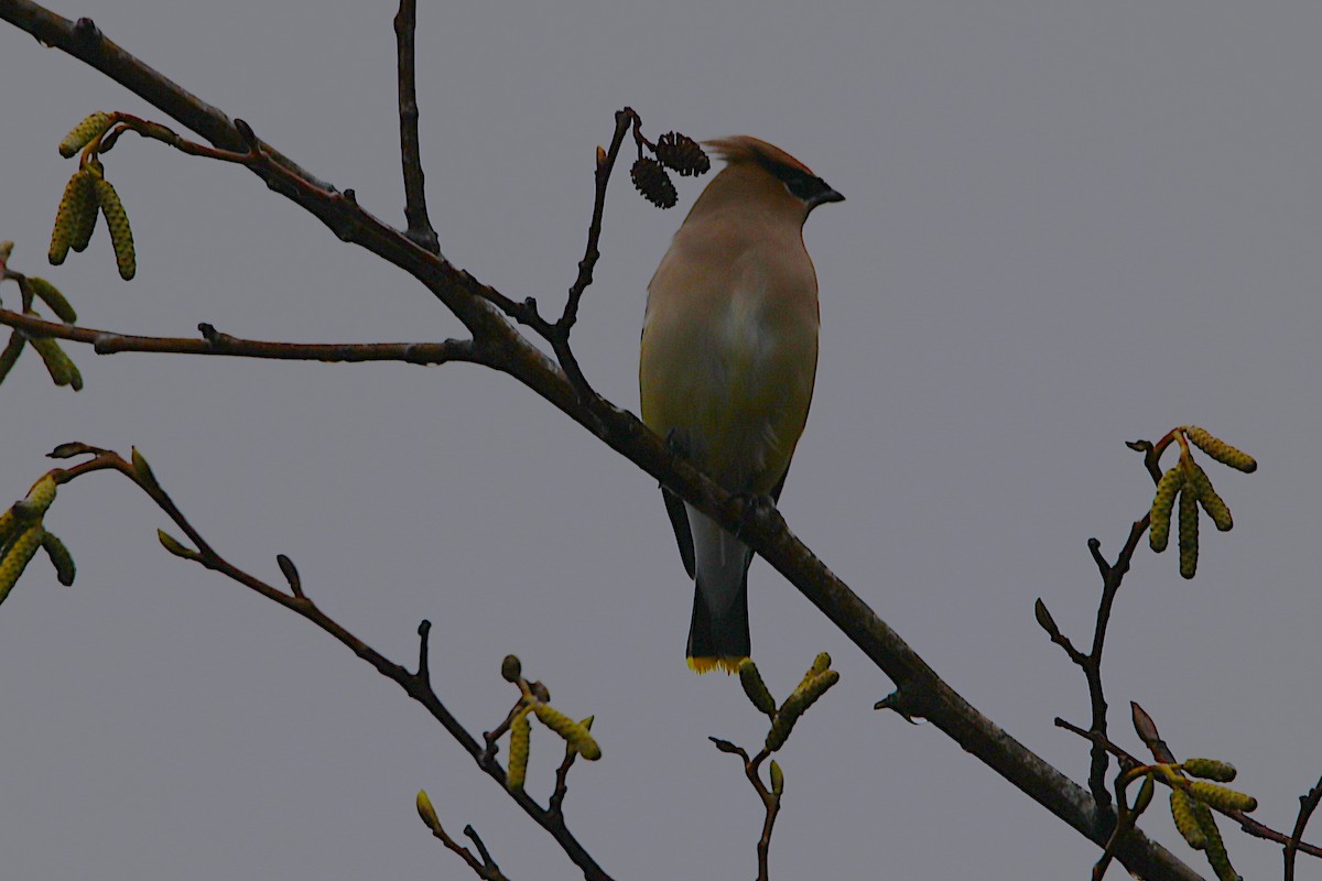 Cedar Waxwing - ML651108634