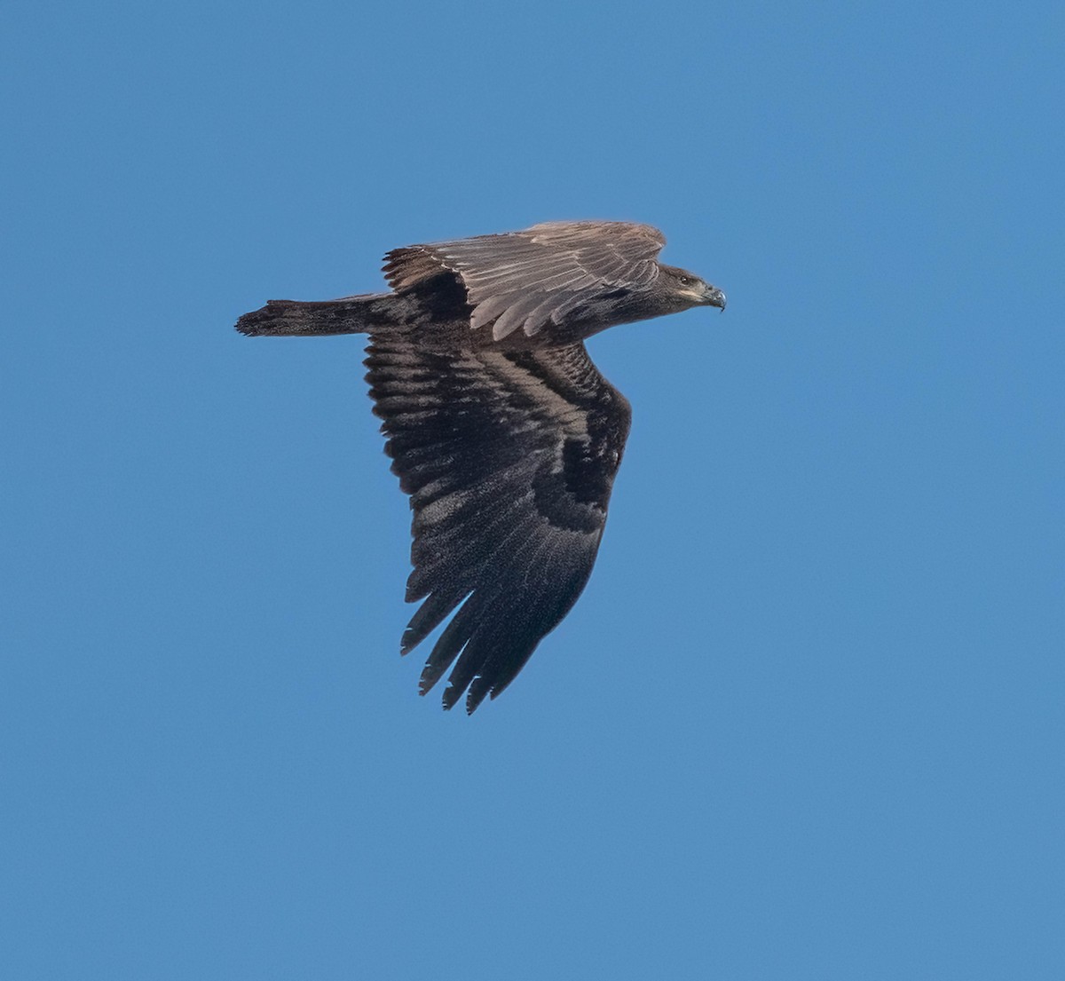 עיטם לבן-ראש - ML651109105
