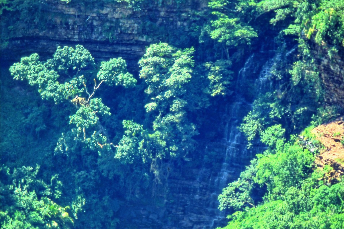 カンムリクマタカ - ML651109641