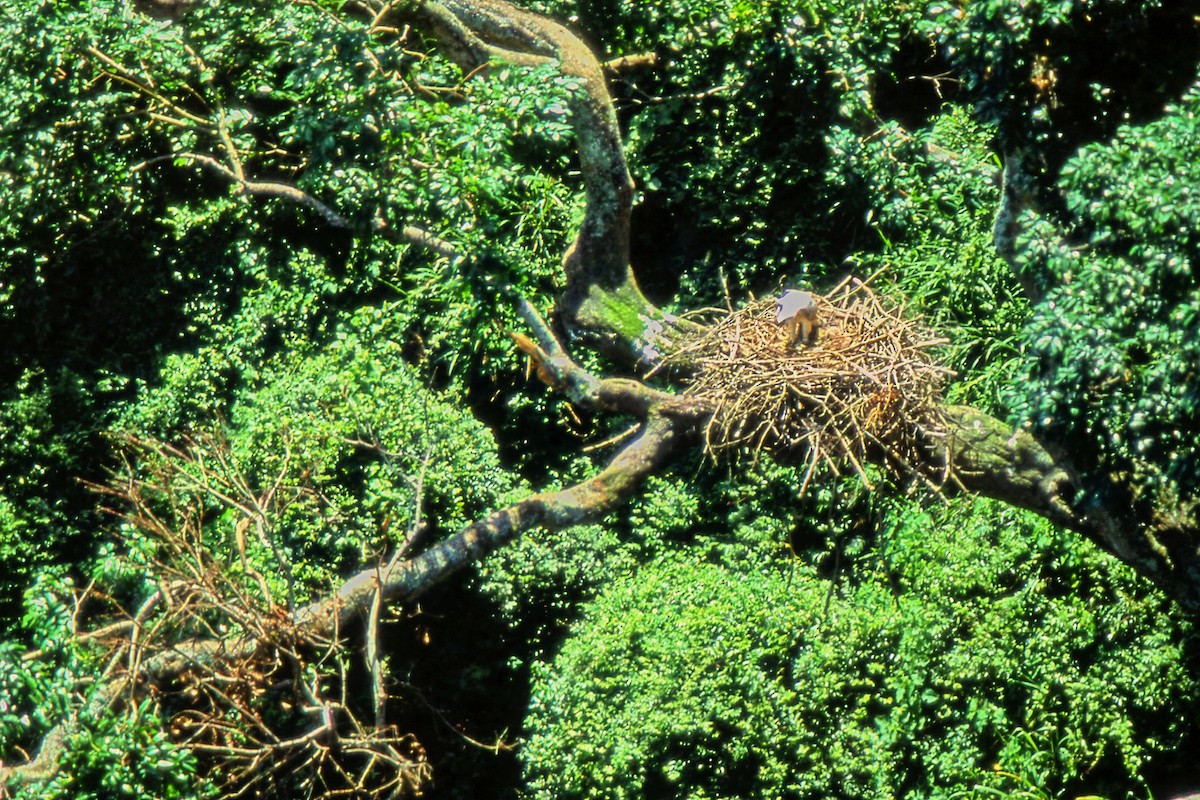 カンムリクマタカ - ML651109642