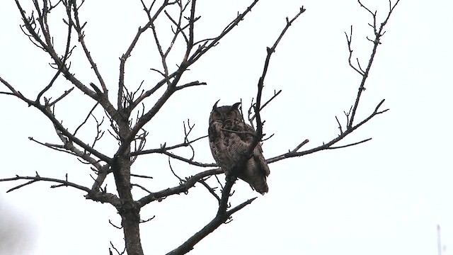 アメリカワシミミズク - ML651110054