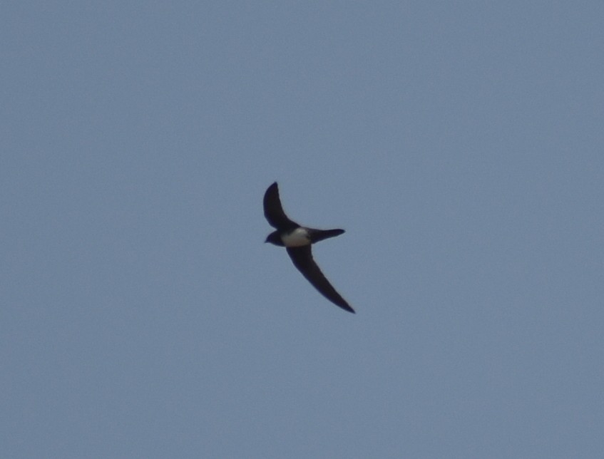 Alpine Swift - ML651110440