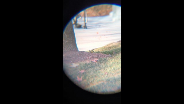 čížek žlutý - ML651110531