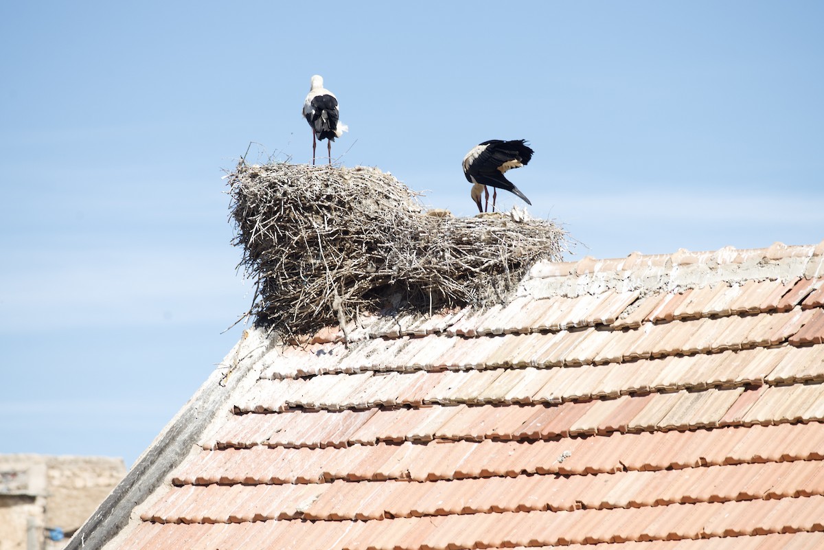White Stork - ML651110914