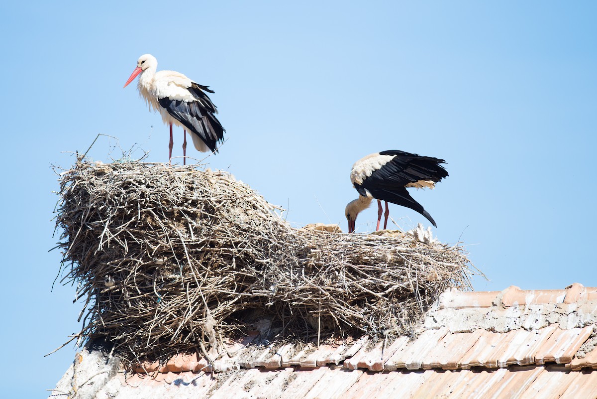 White Stork - ML651110915